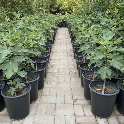 Ficus Carica "Fig Tree" شجرة التين - Greensouq - 