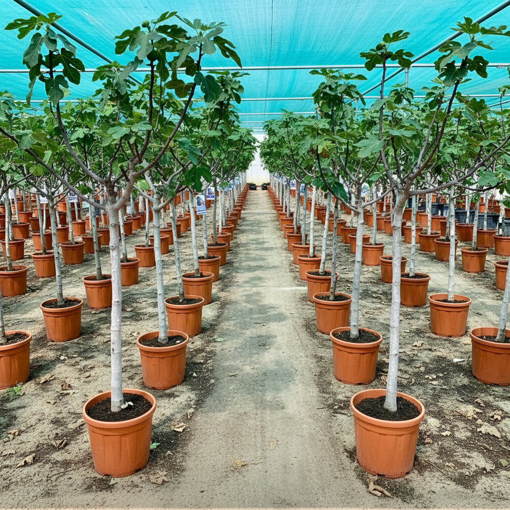 Ficus Carica "Fig Tree" شجرة التين - Greensouq - 