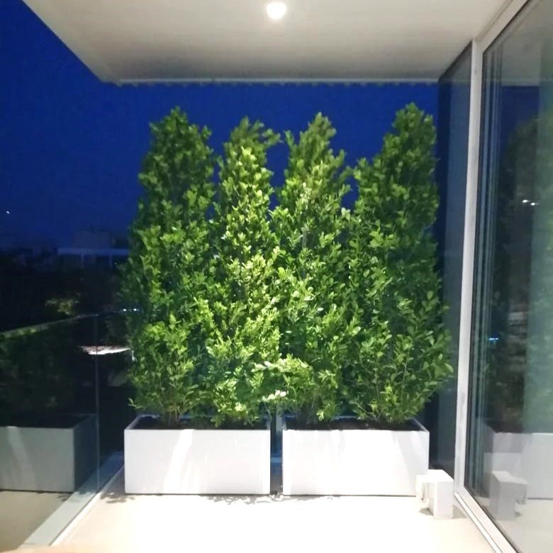 Ficus Cone 1.8 - 2m in Fiber Glass Pot (GRP) (100x40x40) - Greensouq - 
