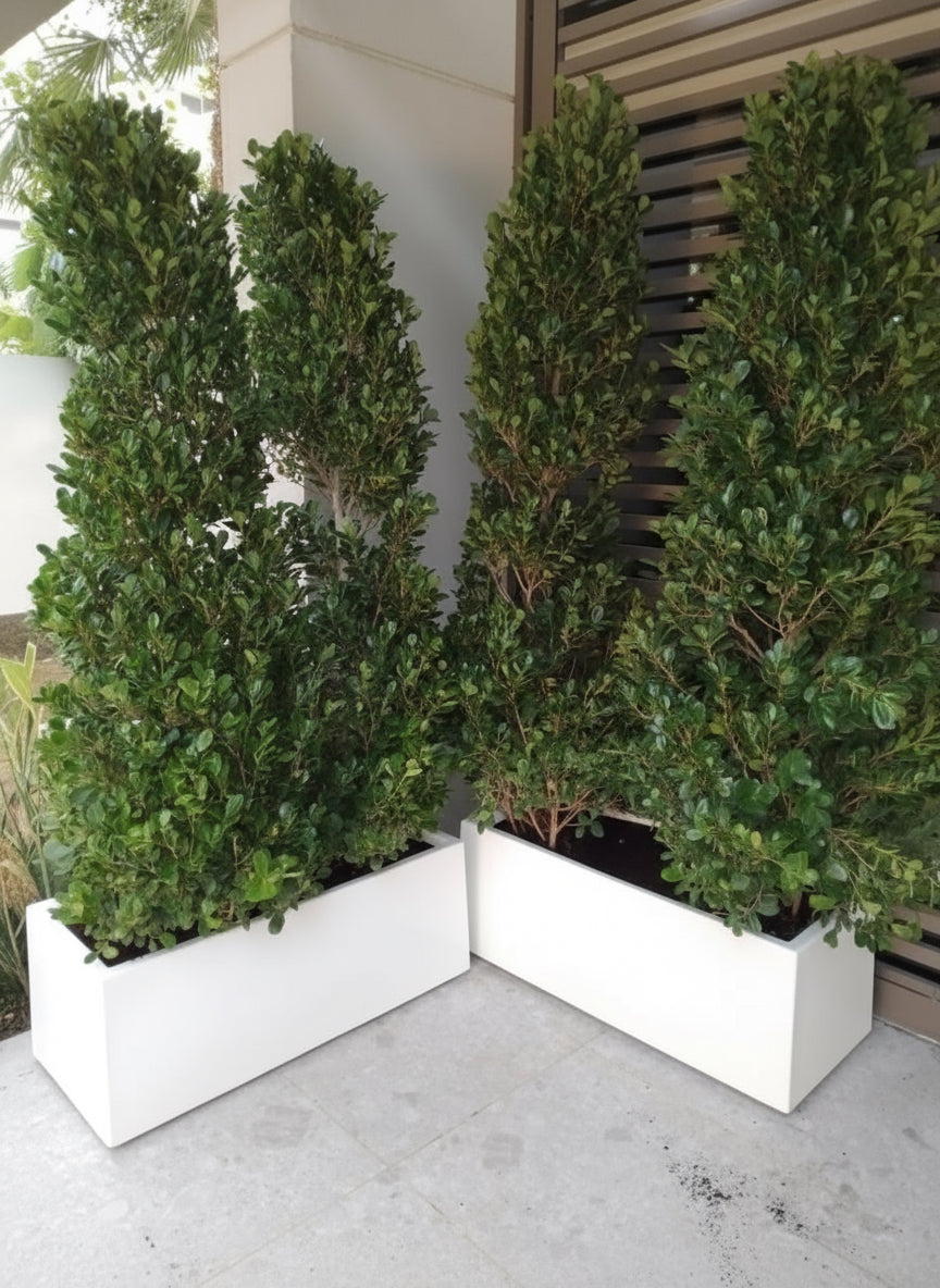 Ficus Cone 1.8 - 2m in Fiber Glass Pot (GRP) (100x40x40) - Greensouq - 
