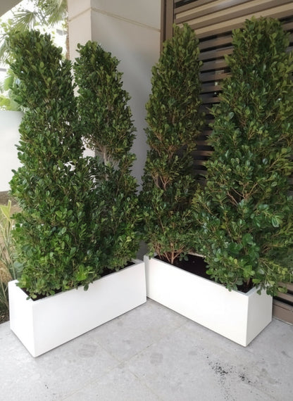 Ficus Cone 1.8 - 2m in Fiber Glass Pot (GRP) (100x40x40) - Greensouq - 