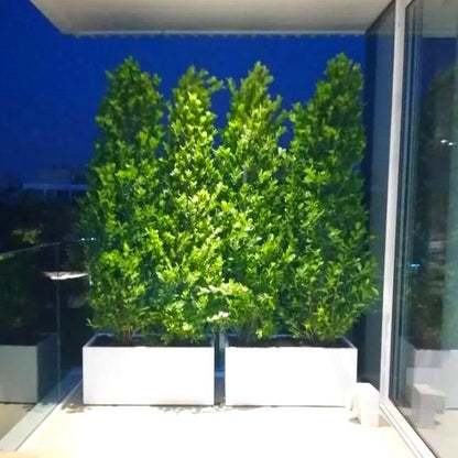 Ficus Cone 1.8 - 2m in Fiber Glass Pot (GRP) (100x40x40) - Greensouq - 