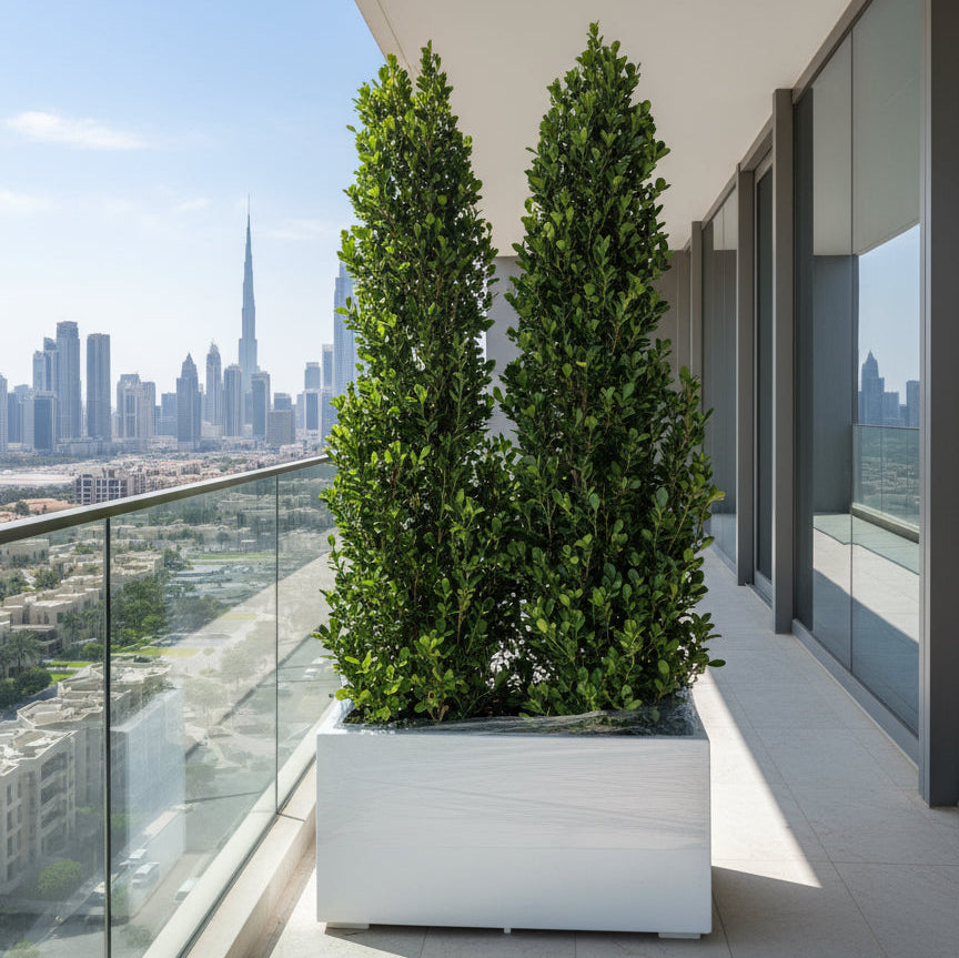 Ficus Cone 1.8 - 2m in Fiber Glass Pot (GRP) (100x40x40) - Greensouq - 