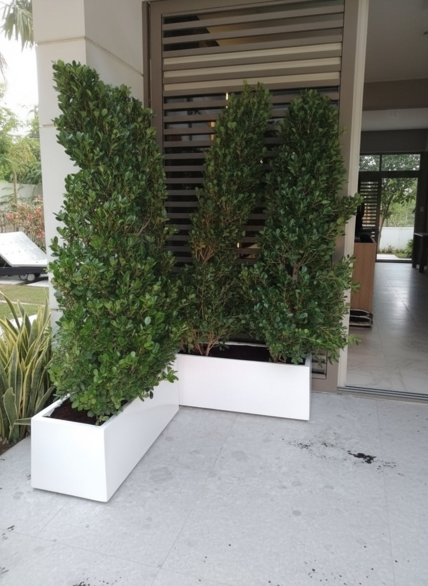 Ficus Cone 1.8 - 2m in Fiber Glass Pot (GRP) (100x40x40) - Greensouq - 