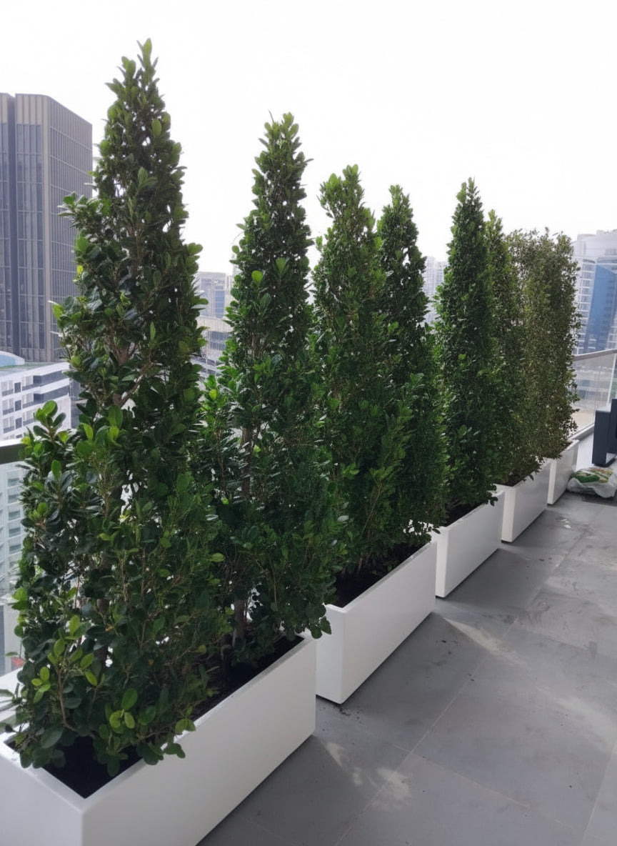 Ficus Cone 1.8 - 2m in Fiber Glass Pot (GRP) (100x40x40) - Greensouq - 