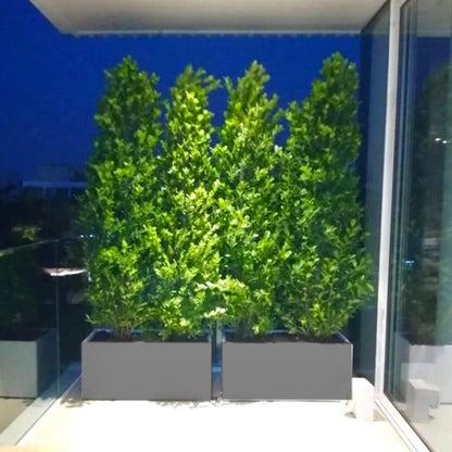 Ficus Cone 1.8 - 2m in Fiber Glass Pot (GRP) (100x40x40) - Greensouq - 