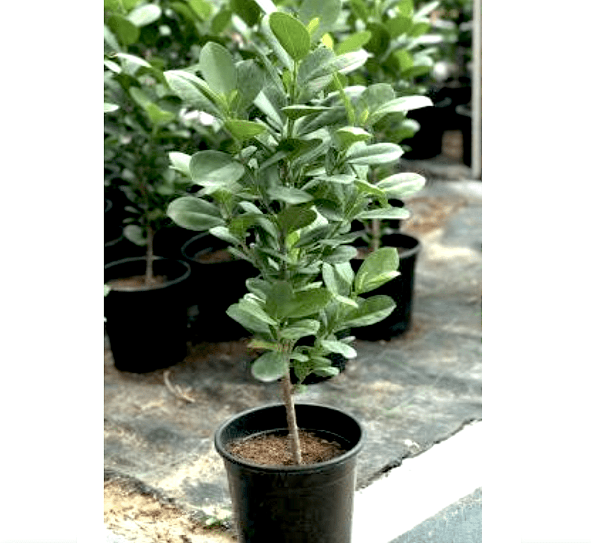 Ficus diversifolia "Mistletoe Fig" 0.4 - 0.6m - Greensouq - 