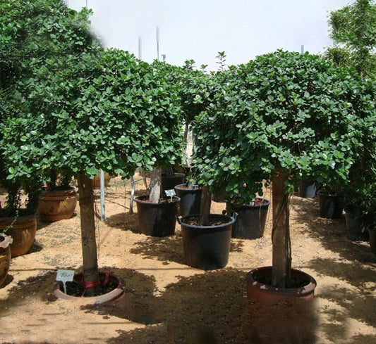Ficus Diversifolia (Rounded) - Greensouq - 