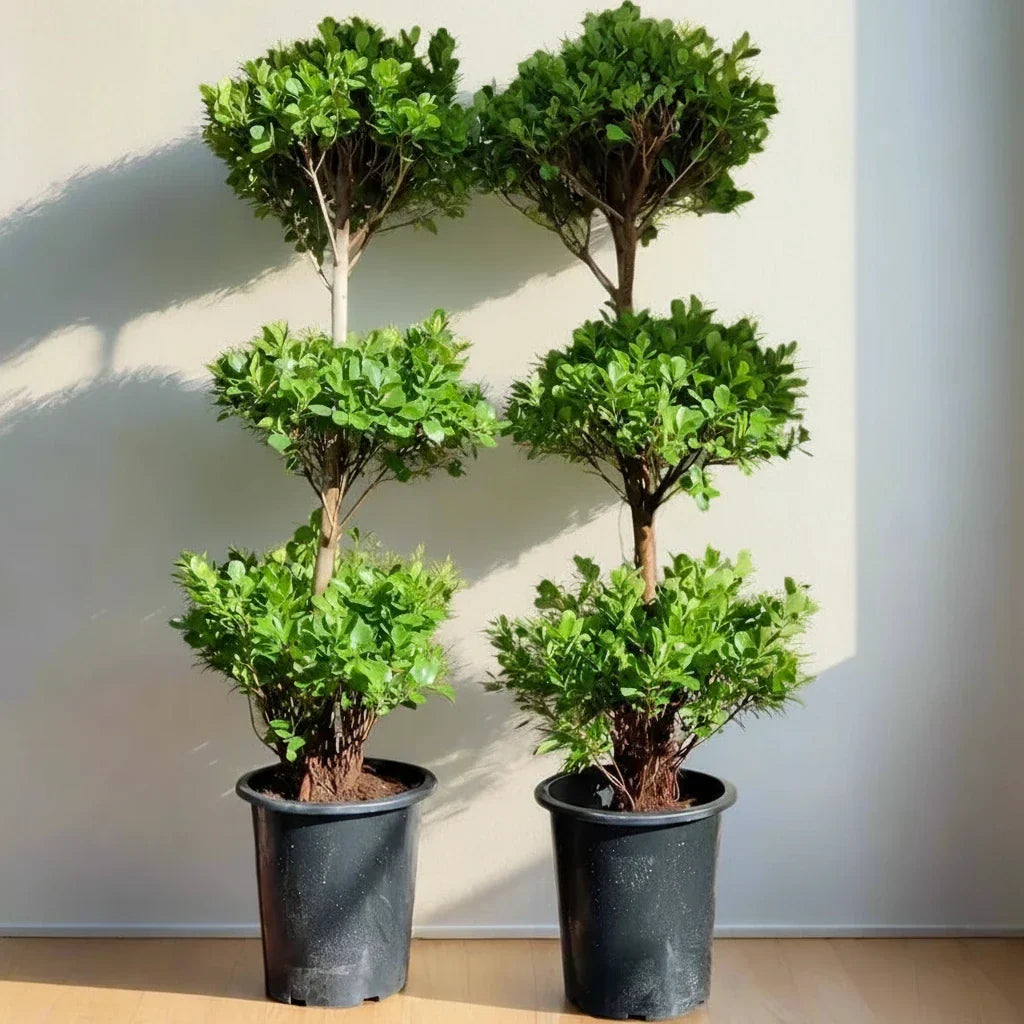 Ficus Diversifolia "Three Heads" - Greensouq - 