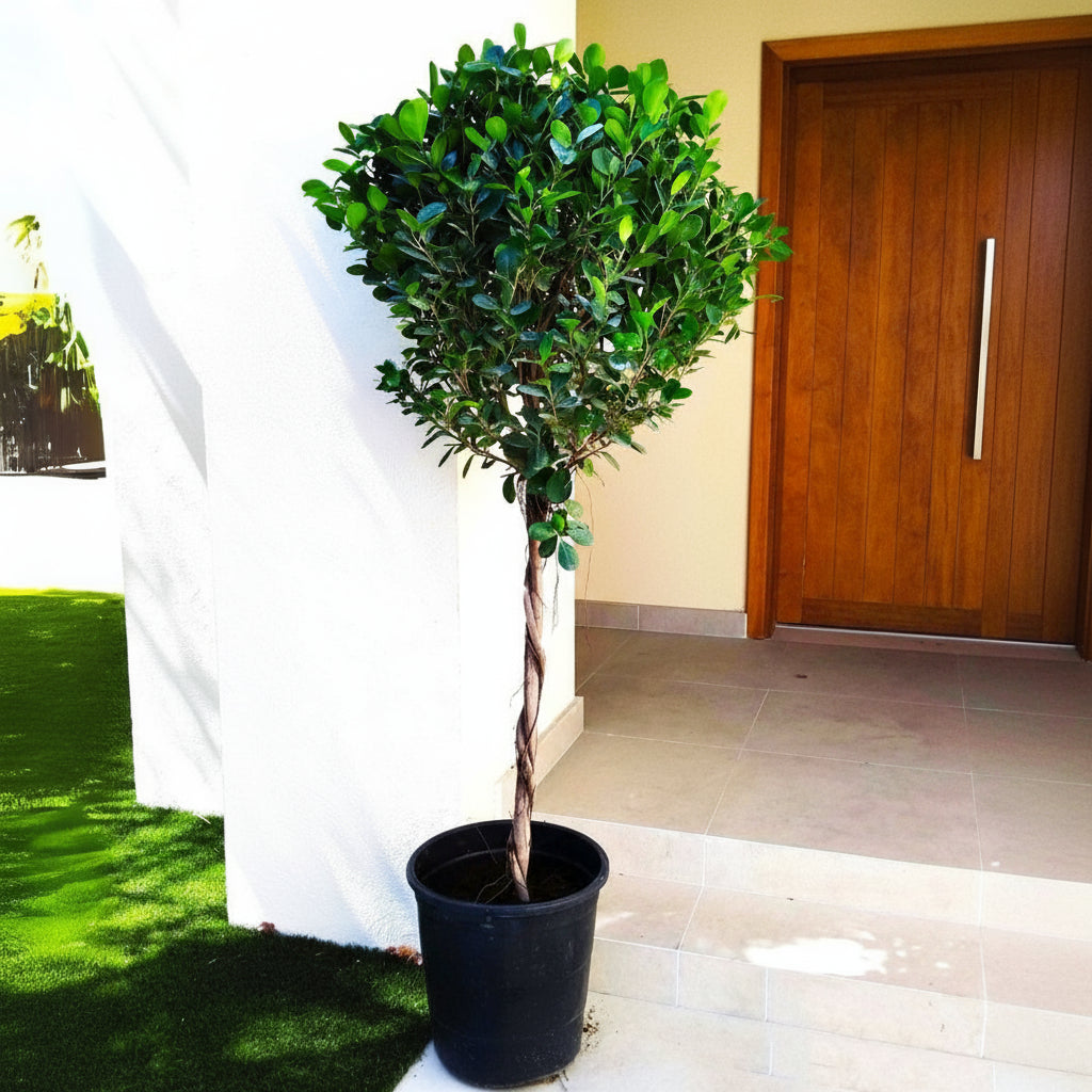 Ficus Diversifolia Twisted Trunk Topiary 1.0 - 1.5m - Greensouq - 