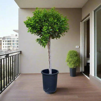 Ficus Diversifolia Twisted Trunk Topiary 1.0 - 1.5m - Greensouq - 