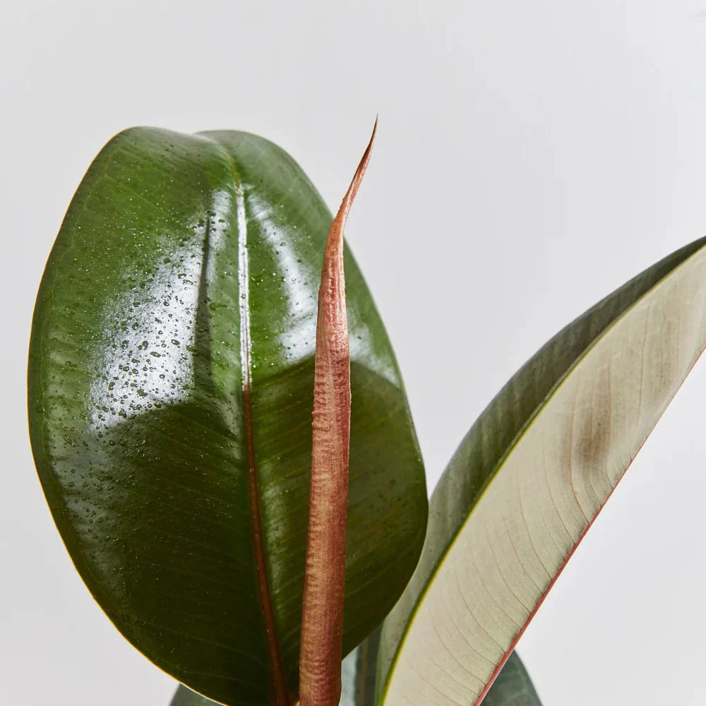 Ficus elastic Abidjan 30 – 40cm - Greensouq - 