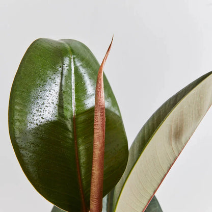 Ficus elastic Abidjan 30 – 40cm - Greensouq - 