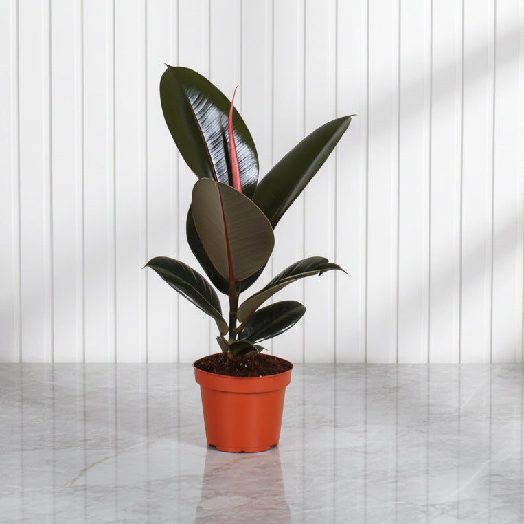 Ficus elastic Abidjan 30 – 40cm - Greensouq - 
