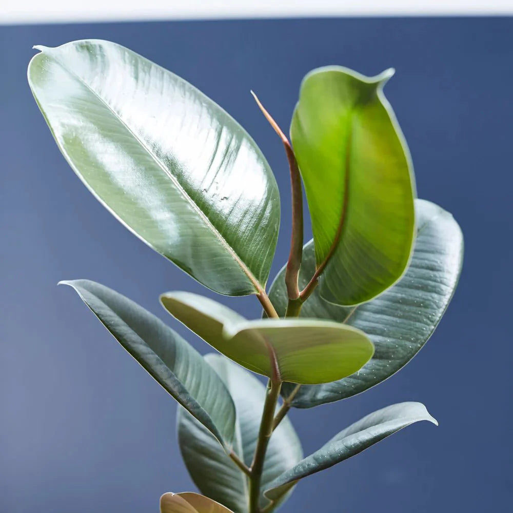 Ficus elastic Abidjan 30 – 40cm - Greensouq - 