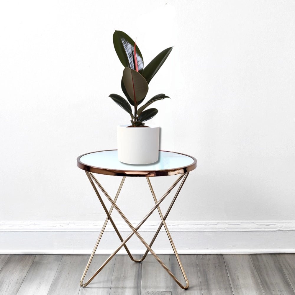 Ficus elastic Abidjan 30 – 40cm - Greensouq - 