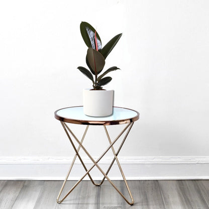Ficus elastic Abidjan 30 – 40cm - Greensouq - 