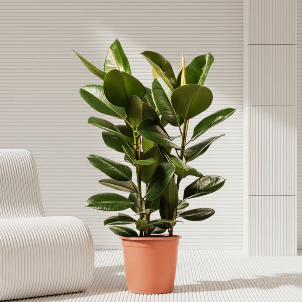 Ficus Elastica "Abidjan" or Rubber Plant (Holland) 80 - 100cm - Greensouq - 