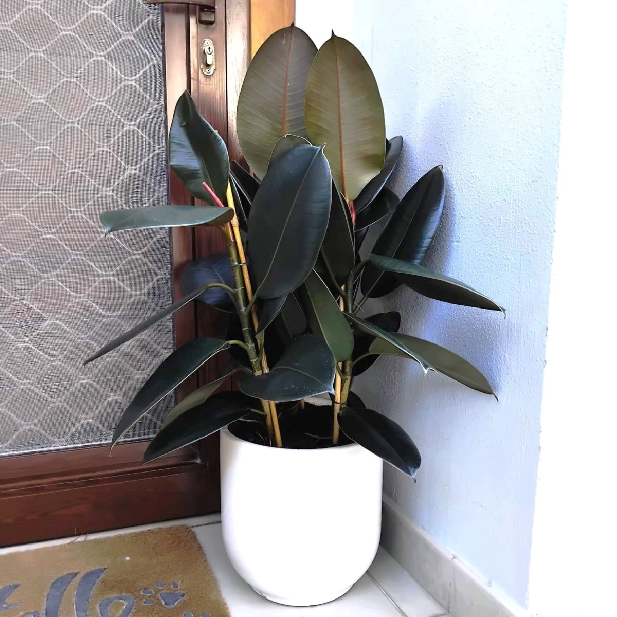 Ficus Elastica "Abidjan" or Rubber Plant (Holland) 80 - 100cm - Greensouq - 