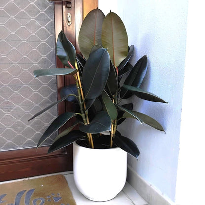Ficus Elastica "Abidjan" or Rubber Plant (Holland) 80 - 100cm - Greensouq - 