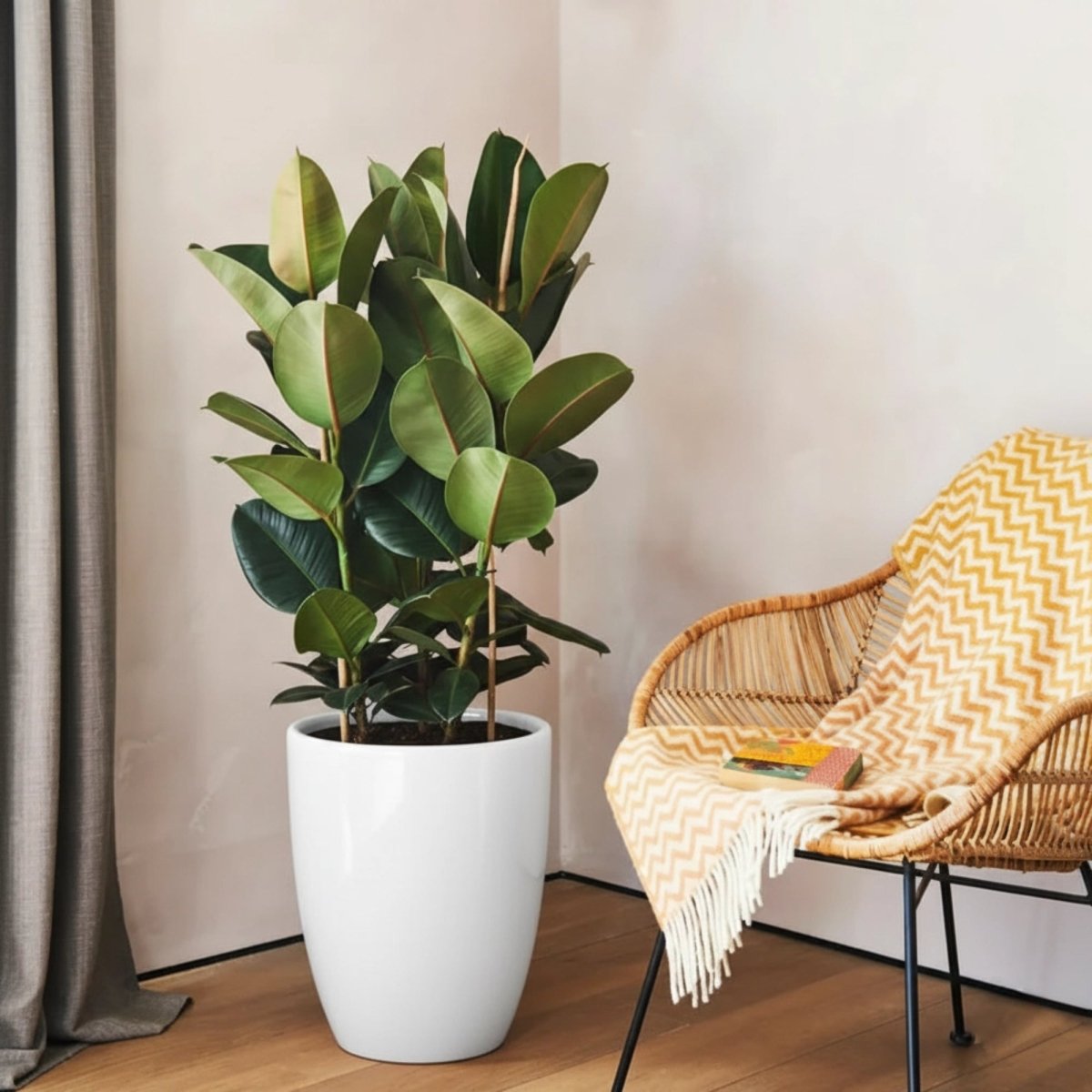 Ficus Elastica "Abidjan" or Rubber Plant (Holland) 80 - 100cm - Greensouq - 