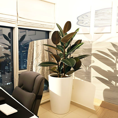 Ficus Elastica "Abidjan" or Rubber Plant (Holland) 80 - 100cm - Greensouq - 