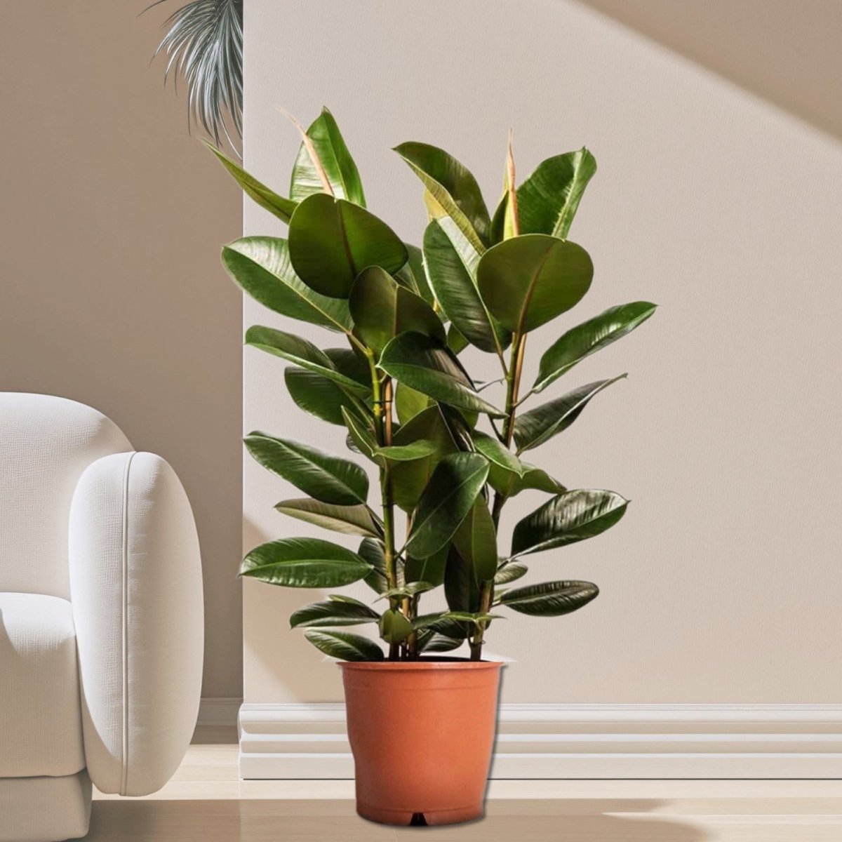 Ficus Elastica "Abidjan" or Rubber Plant (Holland) 80 - 100cm - Greensouq - 