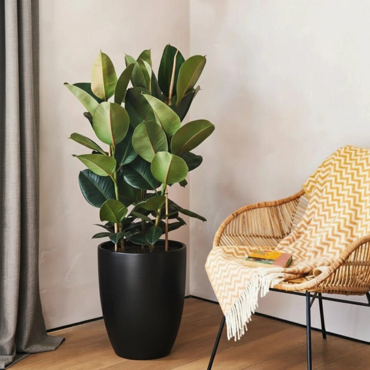 Ficus Elastica "Abidjan" or Rubber Plant (Holland) 80 - 100cm - Greensouq - 
