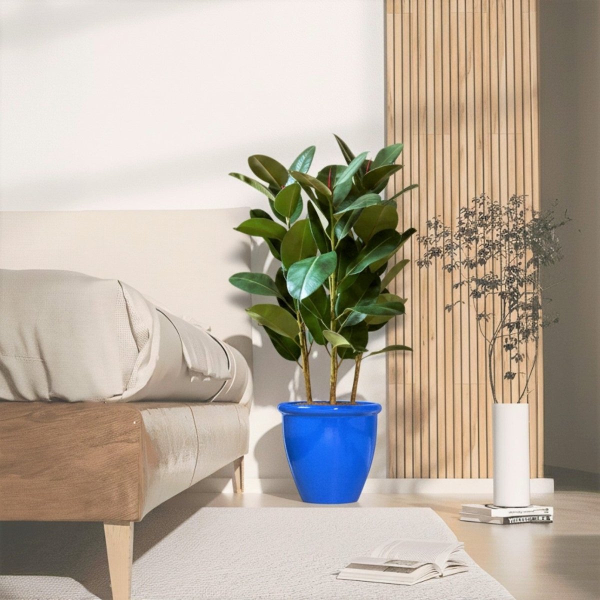 Ficus Elastica "Abidjan" or Rubber Plant (Holland) 80 - 100cm - Greensouq - 
