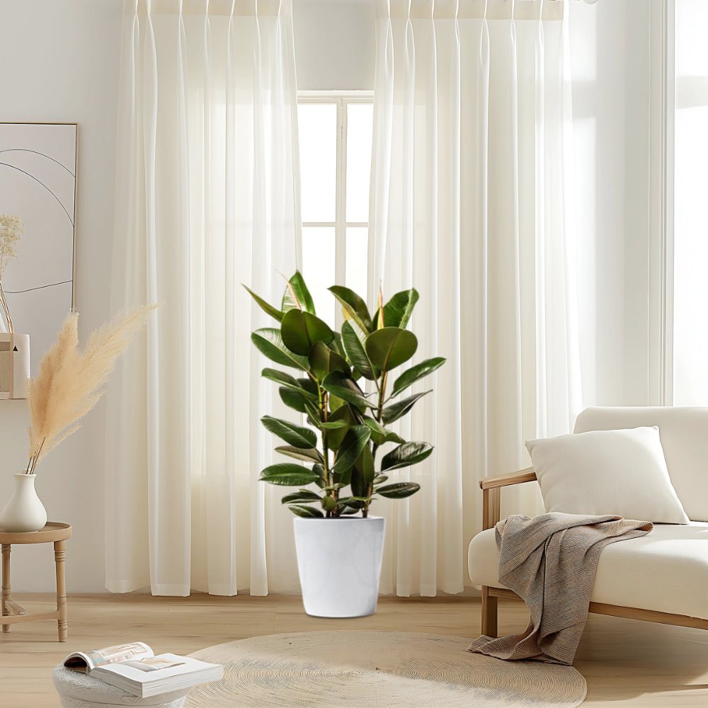 Ficus Elastica "Abidjan" or Rubber Plant (Holland) 80 - 100cm - Greensouq - 