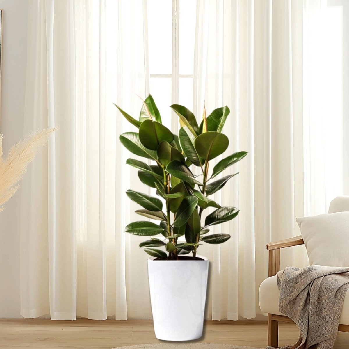 Ficus Elastica "Abidjan" or Rubber Plant (Holland) 80 - 100cm - Greensouq - 