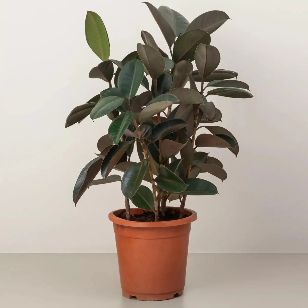 Ficus Elastica "Abidjan" or Rubber Plant (Holland) 80 - 100cm - Greensouq - 
