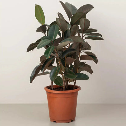 Ficus Elastica "Abidjan" or Rubber Plant (Holland) 80 - 100cm - Greensouq - 