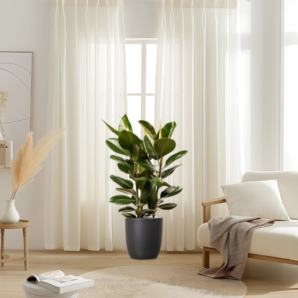 Ficus Elastica "Abidjan" or Rubber Plant (Holland) 80 - 100cm - Greensouq - 