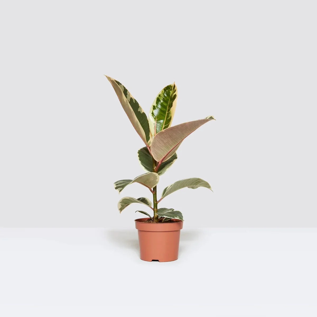 Variegated Rubber Plant | Ficus Elastica Tineke | - Greensouq -