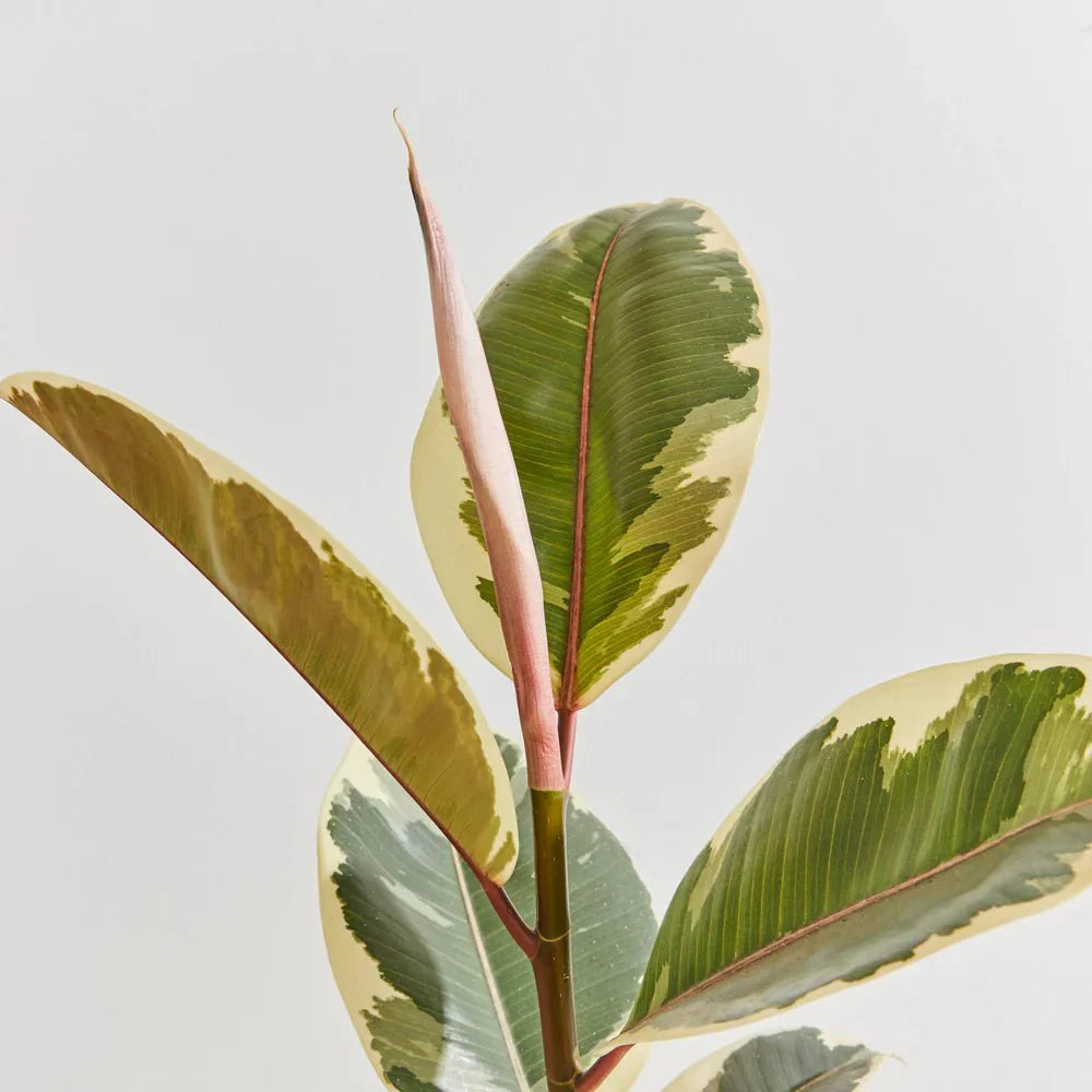 Variegated Rubber Plant | Ficus Elastica Tineke | - Greensouq -