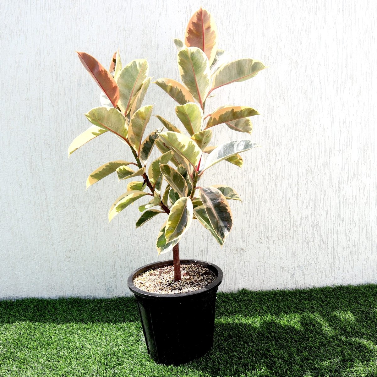 Variegated Rubber Plant | Ficus Elastica Tineke | - Greensouq -