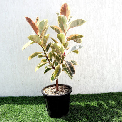 Variegated Rubber Plant | Ficus Elastica Tineke | - Greensouq -
