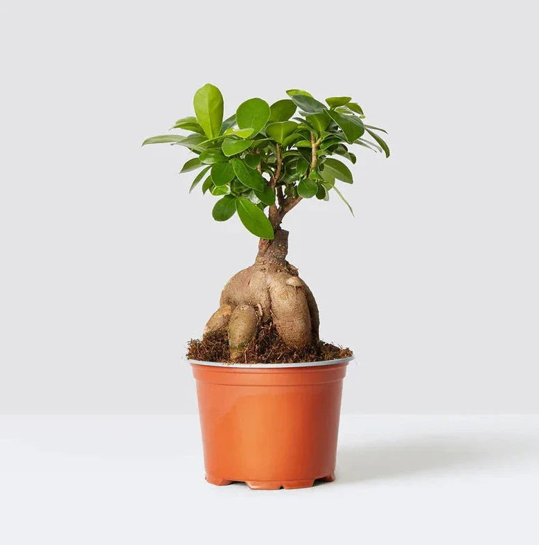 Ficus Ginseng Bonsai 25 – 30cm - Greensouq - 