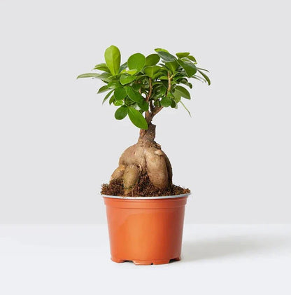 Ficus Ginseng Bonsai 25 – 30cm - Greensouq - 