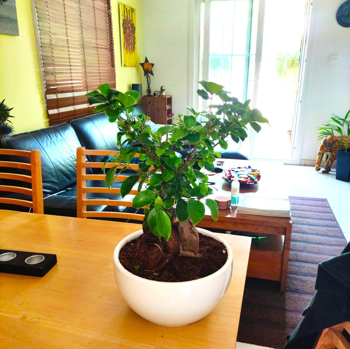 Ficus Ginseng Bonsai 25 – 30cm - Greensouq - 