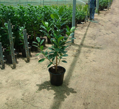 Ficus Hawaii "Green Island" - Greensouq - 