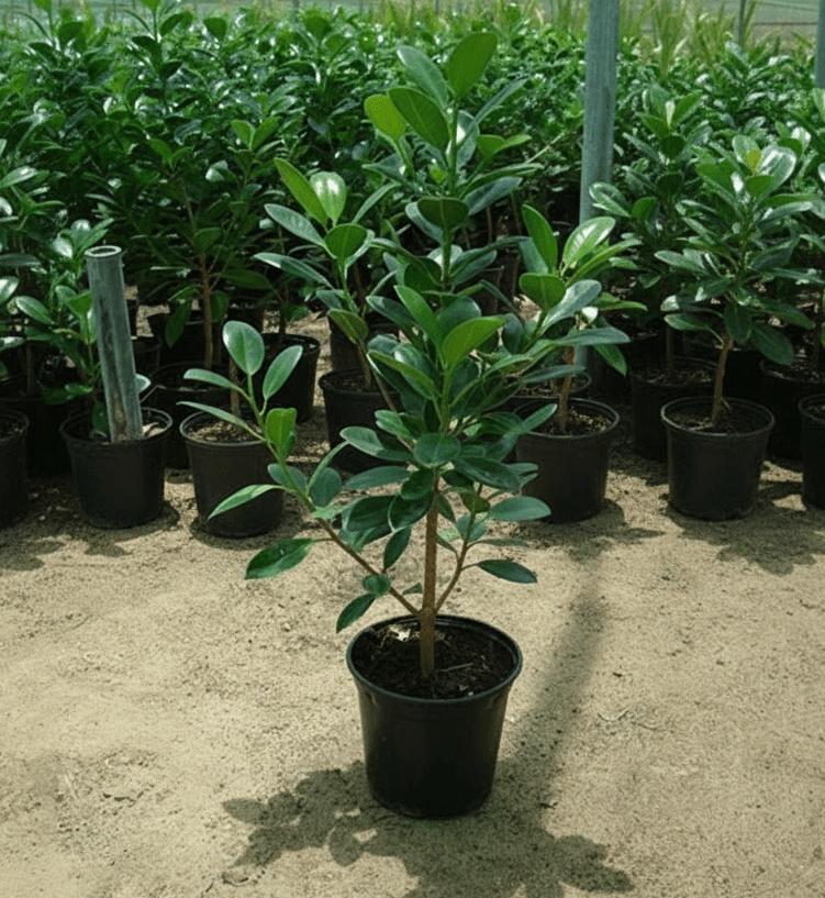 Ficus Hawaii "Green Island" - Greensouq - 