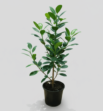 Ficus Hawaii "Green Island" - Greensouq - 