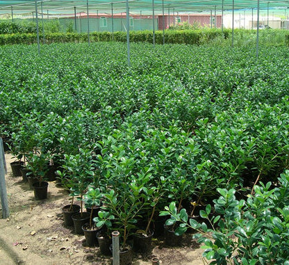 Ficus Hawaii "Green Island" - Greensouq - 