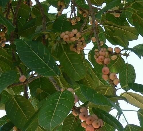 Ficus Infectoria - Virens "White Fig" - Greensouq - 
