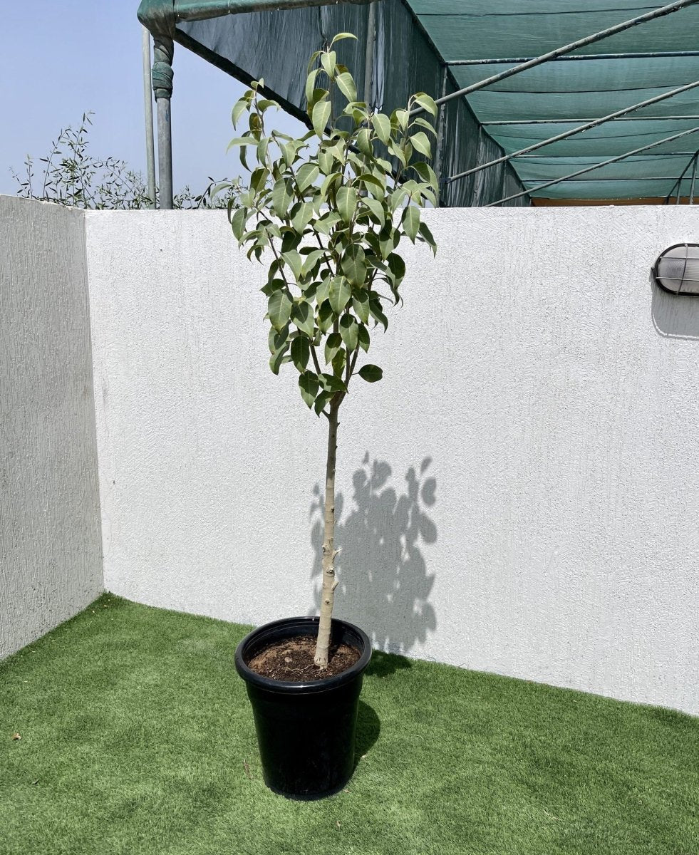 Ficus Infectoria - Virens "White Fig" - Greensouq - 