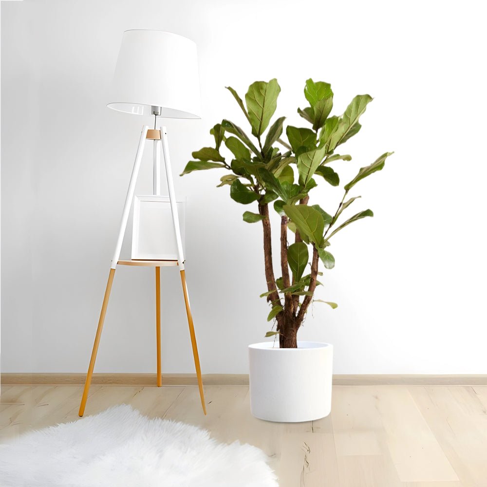 Branched Fig | Ficus Lyrata Branched "Fiddle Leaf Fig" 1.2 - 1.5m - Greensouq -