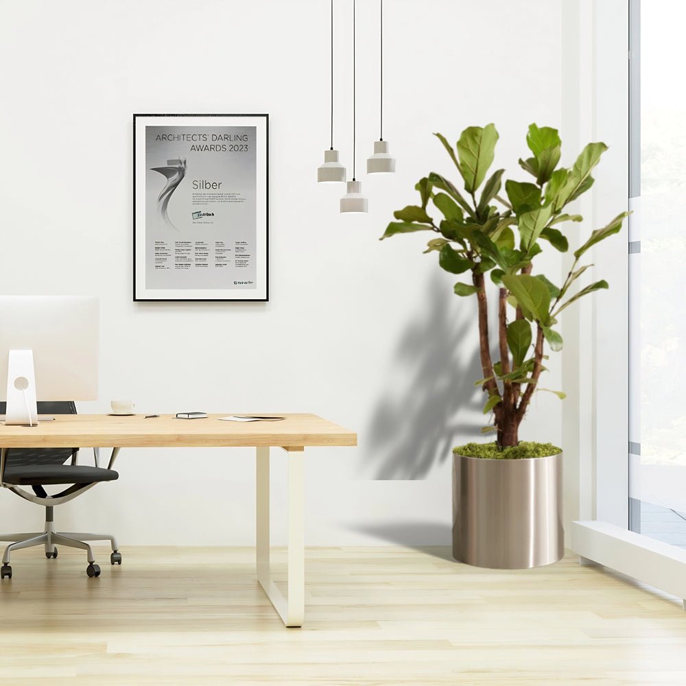 Ficus Lyrata Branched / Fiddle Leaf Fig 1.2 - 1.5m - Greensouq -