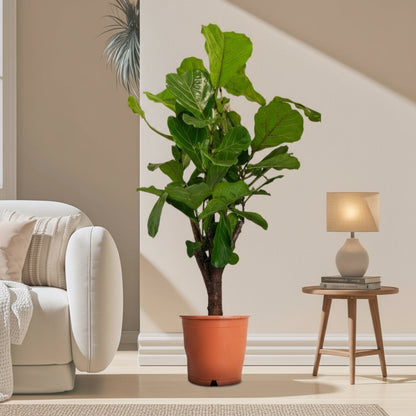 Branched Fig | Ficus Lyrata Branched "Fiddle Leaf Fig" 1.2 - 1.5m - Greensouq -